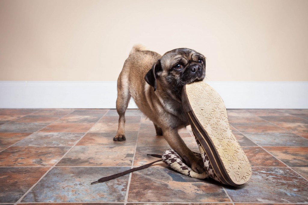 dog chewing on shoe