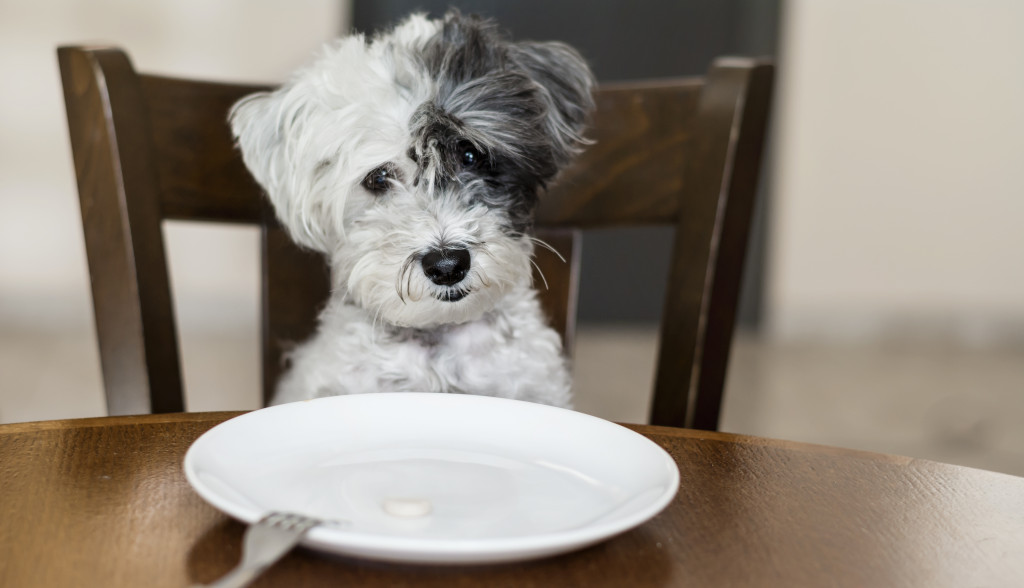 cute small white dog with empty white plate on the kitchen table