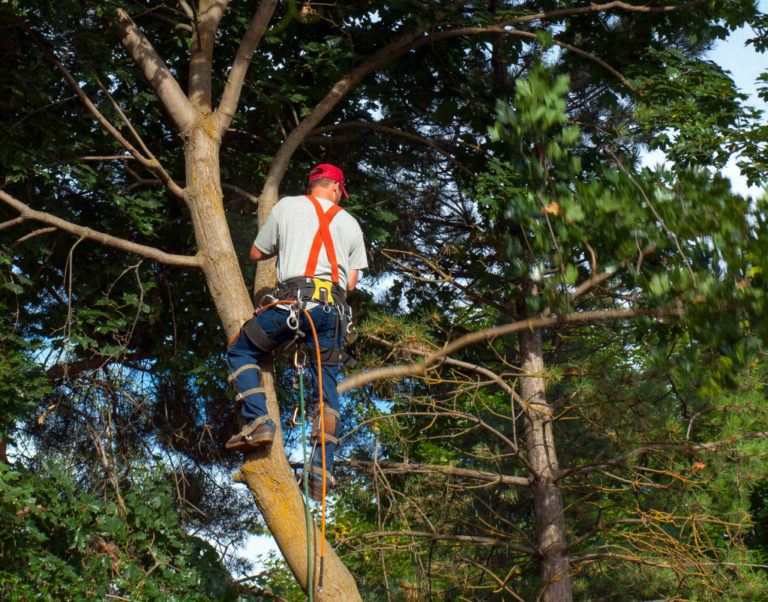 person pruning tree