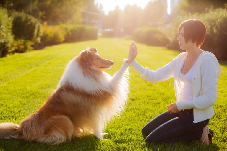 people training a dog Collie. Collie gives his paw to her mistress