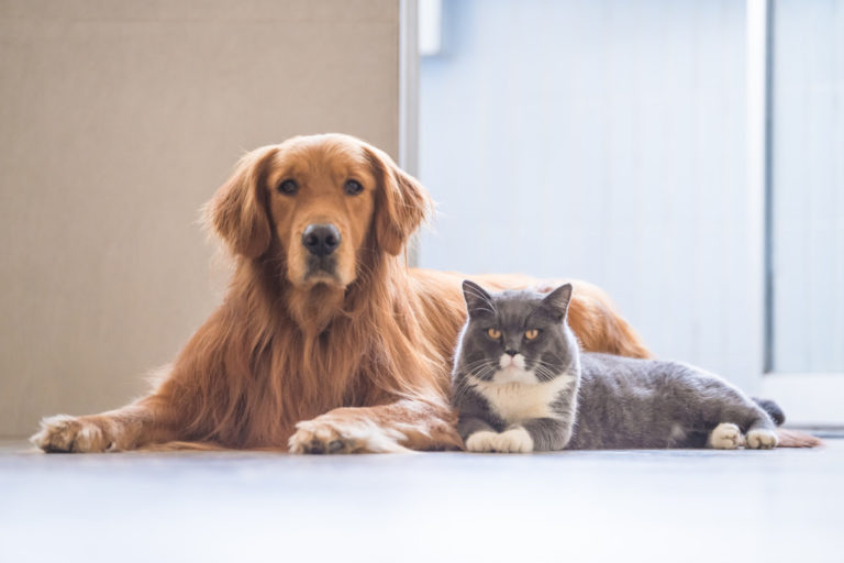caring-for-your-pets