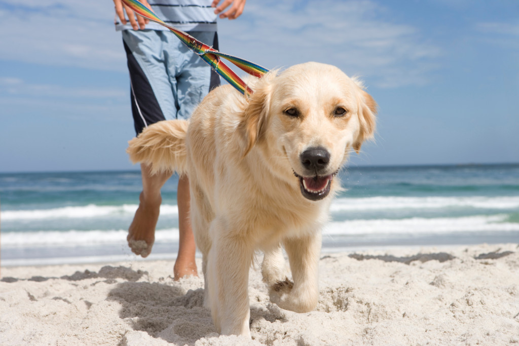 dog with leash in the sand happy