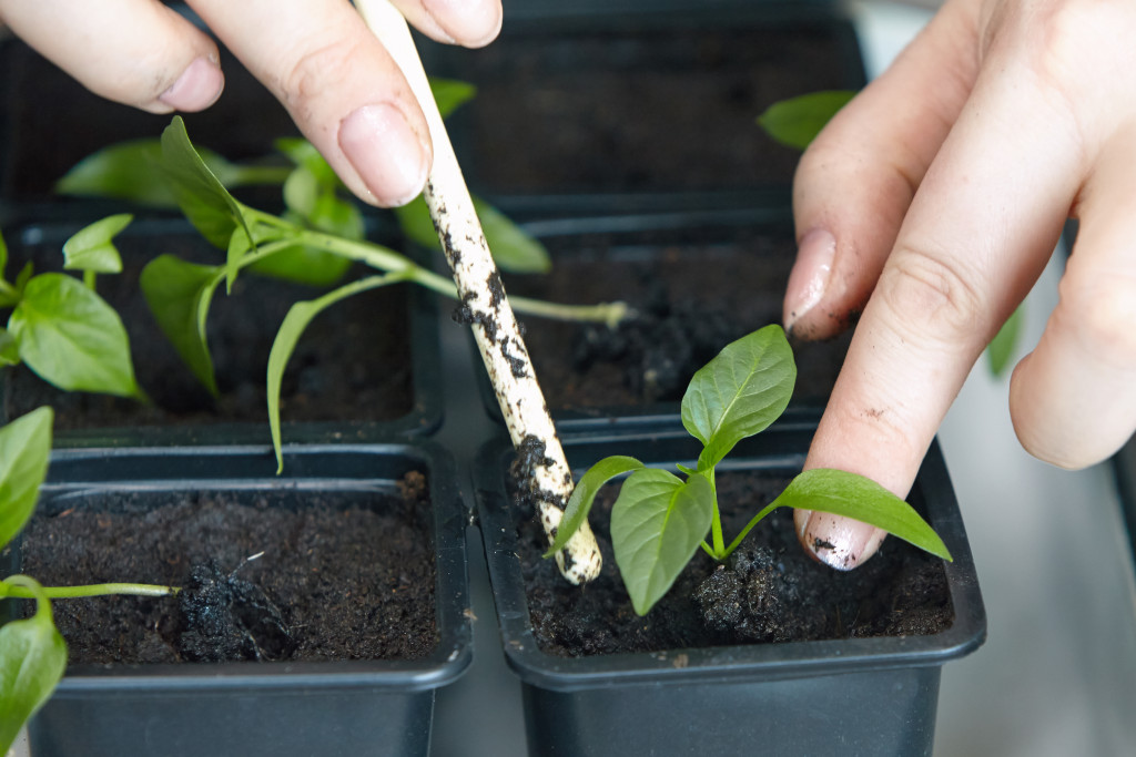 Focus on hands handling a seedling