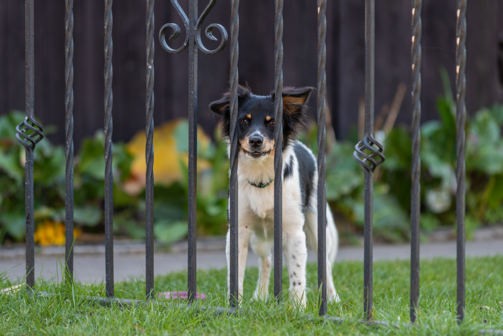 dog looking through metal gate outdoors in garden