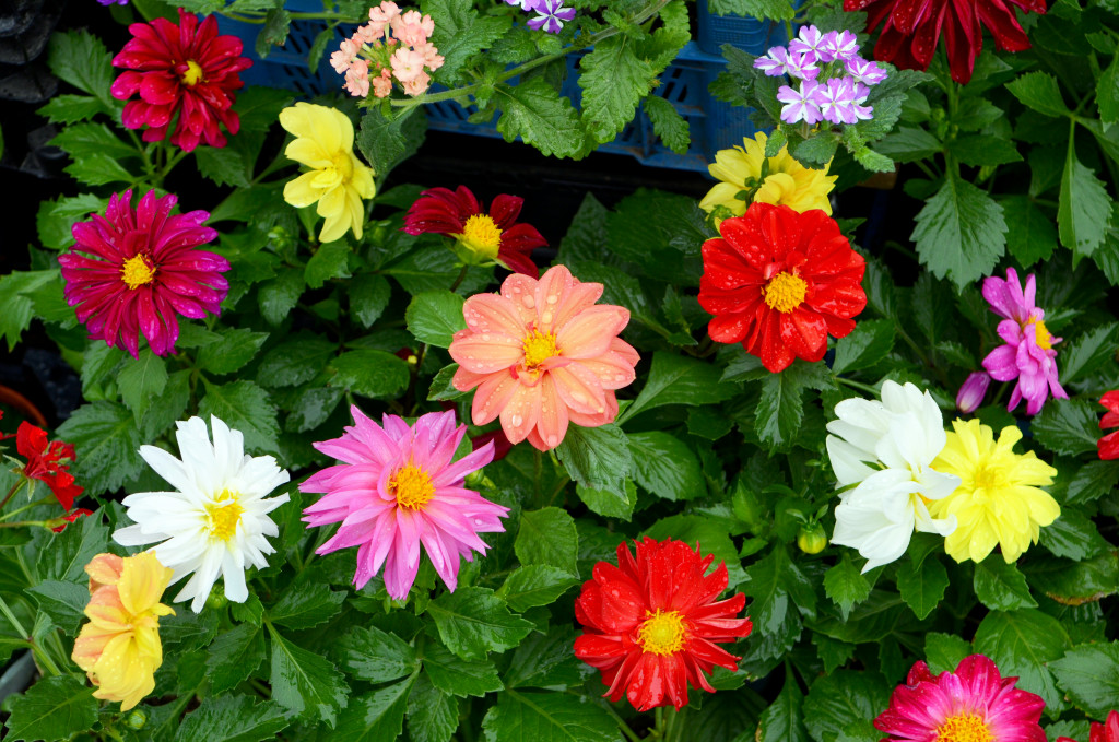 a section of flowers with different colors